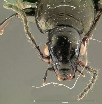 Media type: image;   Entomology 31306 Aspect: head frontal view